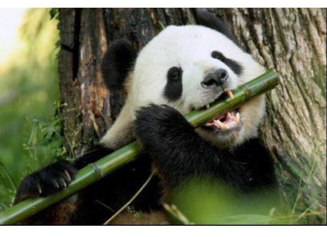 IenkaChampion's tweet image. 🐼❤️ #SavePandas