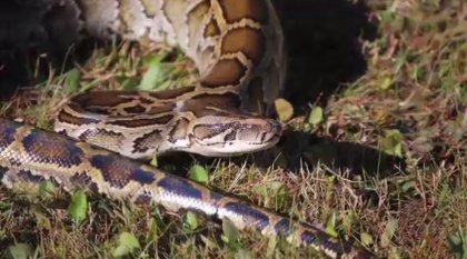 Everglade's annual #PythonChallenge comes to a close with more than 100 snakes captured. bit.ly/1RvzcSf?utm_me… https://t.co/QOp7gpuDDD
