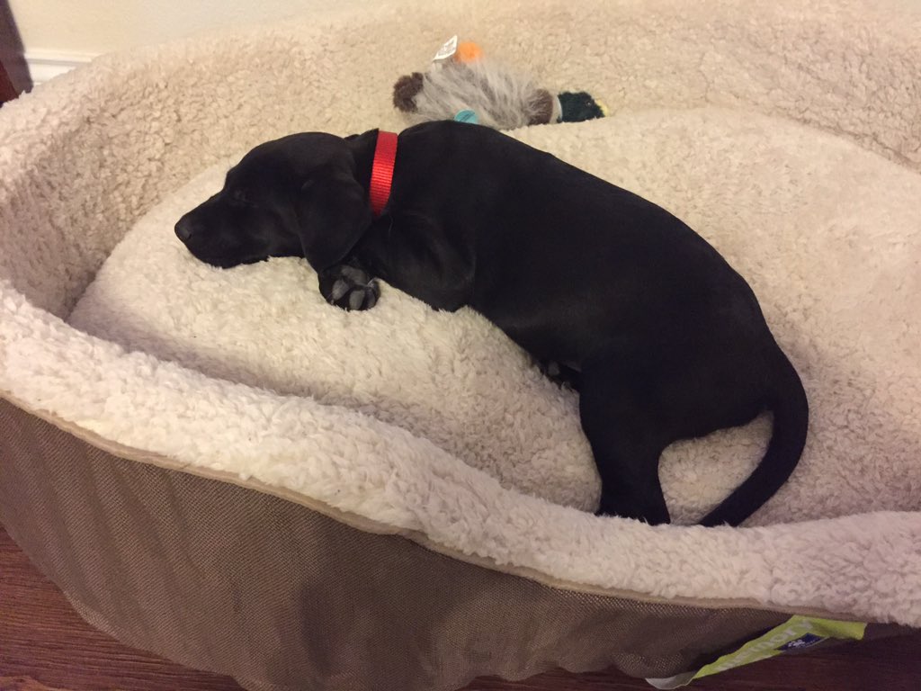 kkbclement's tweet photo. New 'addition' Took him to get a toy and yep...he picked out a duck. Time train him!!! #huntdogs #rotten #labdog https://t.co/rprej3xdAq