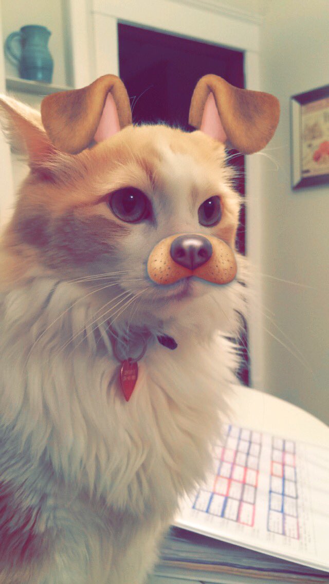 catclud's tweet photo. I'm a pup #cat #Clud #hell https://t.co/oK2fLTBhTI