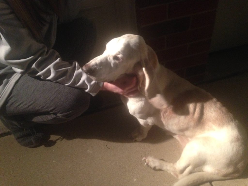 chrissaalsr's tweet photo. @corbydavidson @tweetgrubes can I get a rt please? In the Eagle Mountain area. Found on front porch this evening! https://t.co/D1DOY9or7P