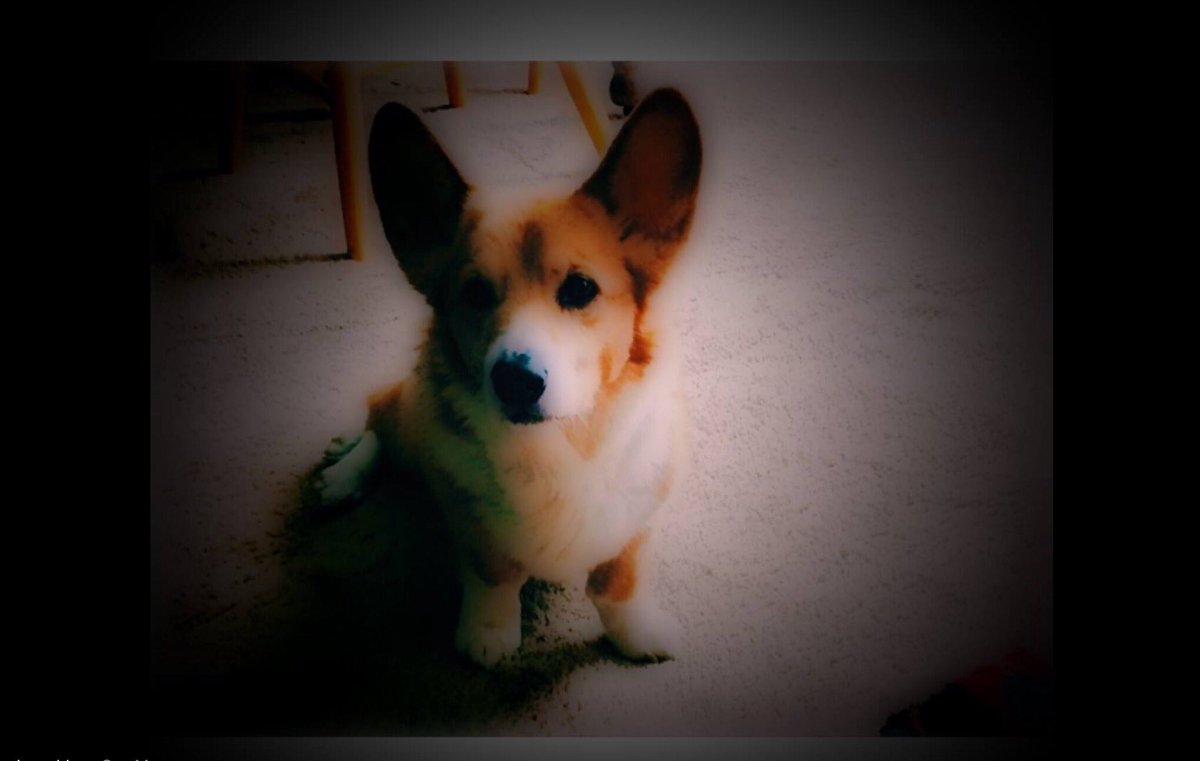 sinfromgin's tweet image. RIP Marley, 2/19/2016- it has been one year...😔miss you.