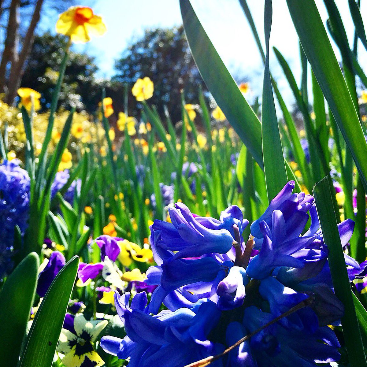 _EllenBryan's tweet photo. Went to @DallasBlooms opening day at the @dallasarboretum. Such beautiful spring flowers! @NBCDFWCommunity https://t.co/auKrkHBdub