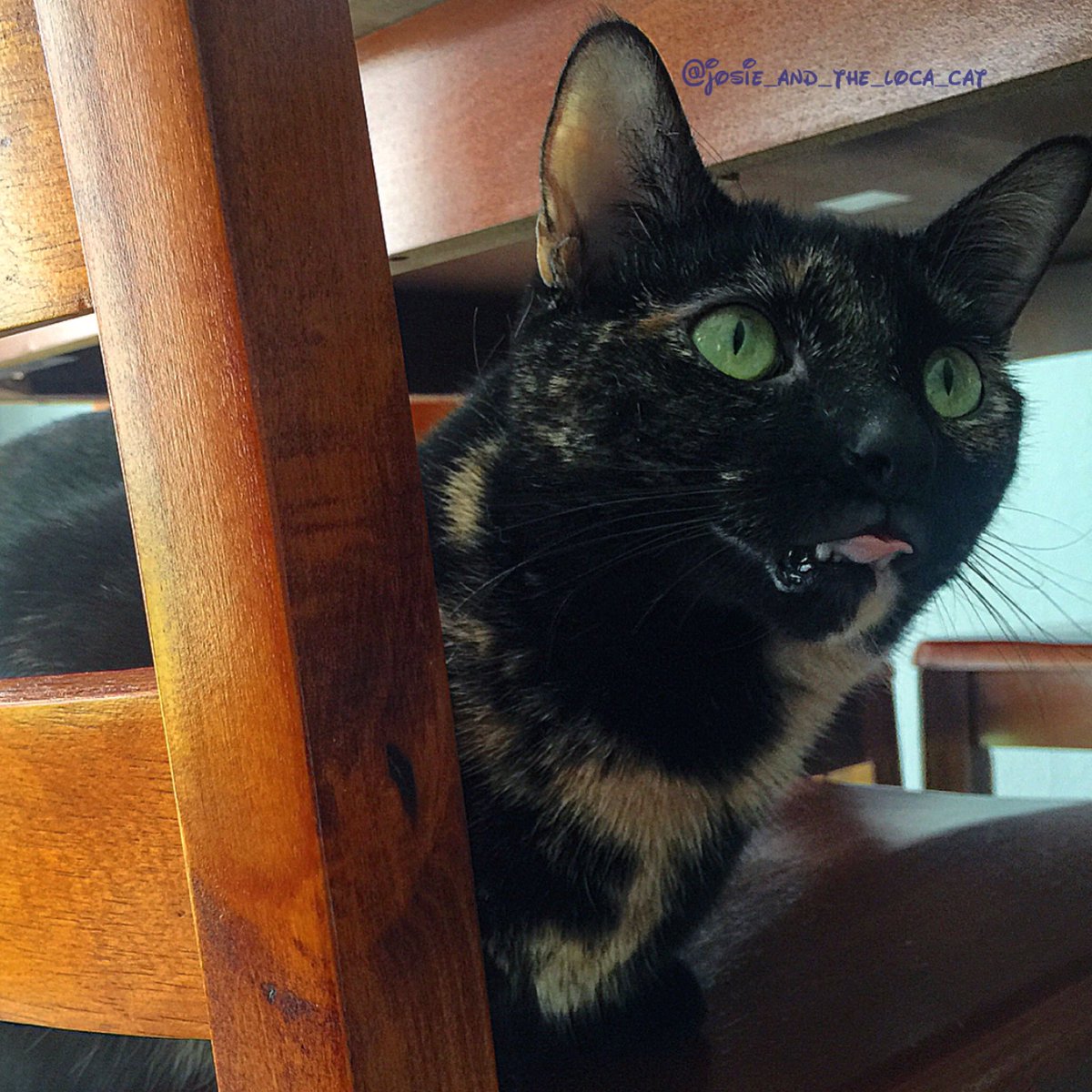 josieandlocacat's tweet photo. It's time to derpeth! #derp #catderp #derpface #caturday #caturdaynightderpoff #catsoftwitter #tortie #cats #meow https://t.co/UkFvuJ2CZV