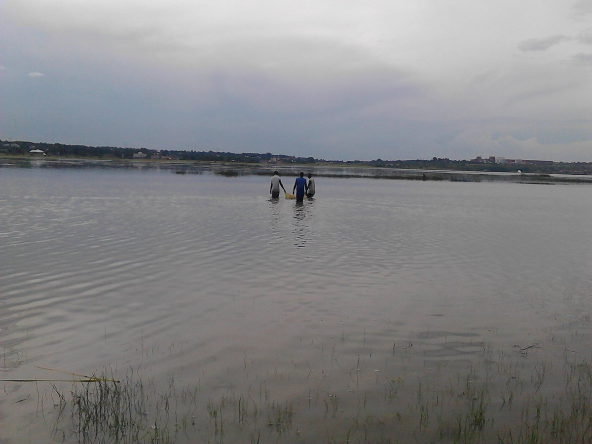 A4D013's tweet photo. The Lake Singidani in Singida provides about 10000 Tzs per bucket of fish, the size of fish caught is just so small. https://t.co/9riBxC3LDh