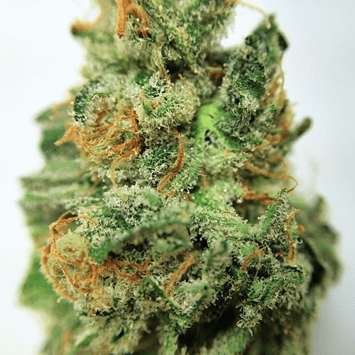 ThinkTankExile's tweet photo. This Hybrid Strain Promotes #Relaxation, Boost Moods and Increases #Appetite - https://t.co/jkc2MuZtJt  #DreamOG https://t.co/MEU7AlzYWC