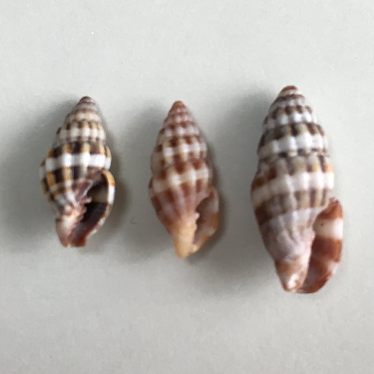 眠り王 拾った貝の整理をしているのですが シマオトメフデとハマオトメフデの違いがよく分からず 左の2つはシマオトメフデっぽいような気がするのですが 良い見分け方ってあるのでしょうか T Co Ub003zcqv1 眠り王 拾った貝の整理をしているのですが シマオトメフデとハマオトメフデの違いがよく分からず 左の2つはシマオトメフデっぽいような気がするのですが 良い見分け方ってあるのでしょうか T Co Ub003zcqv1