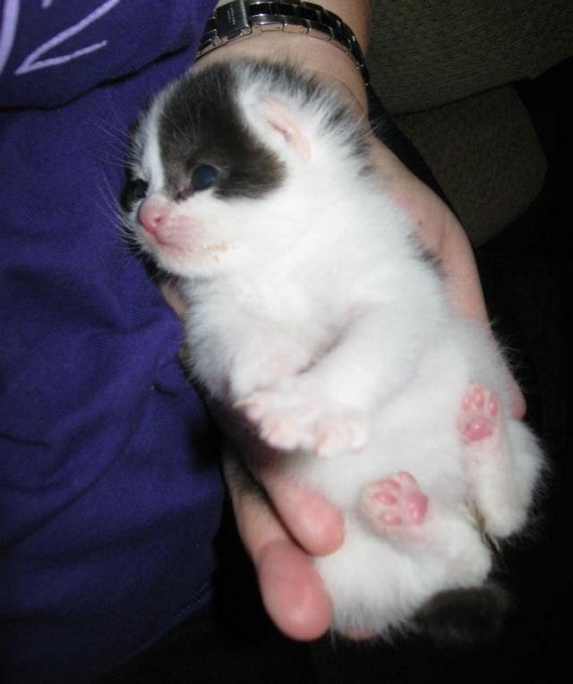 msking72's tweet photo. #AllThingsCute #Aww #Kittens https://t.co/U9Zx2tP2Ry