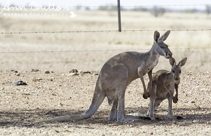 PhotoAnnBritton's tweet photo. a couple of natives in shade of windmill #borerun #asitisMyOutback https://t.co/hCCzpLDtQD