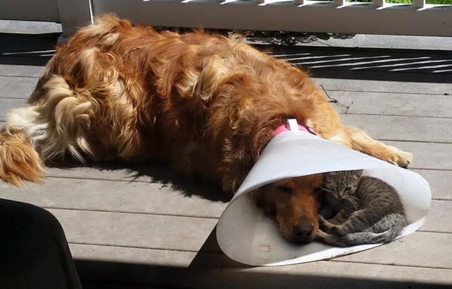 catgifpage's tweet photo. Blessing in disguise. 🏥
https://t.co/jXF0tE7Nrb 🐱
https://t.co/Neg7wOauEb 🐶
@catgifpage @doggifpage  #peacenlove https://t.co/0IFjoy9E4n