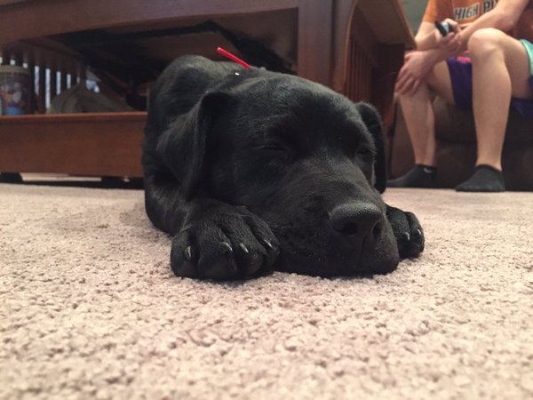 jennashawtty_'s tweet photo. shes so cute #daisy https://t.co/2y5nfH6po9