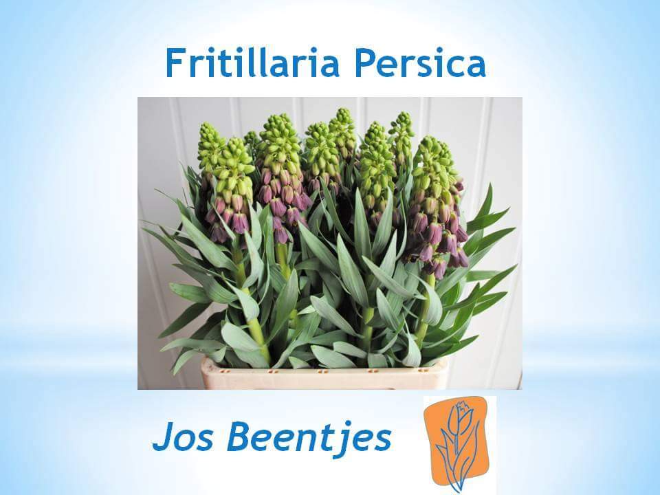JcmVof's tweet photo. En ook deze zijn maandag weer op veiling @FloraHolland @aalsmeer https://t.co/gOKas0YtWv