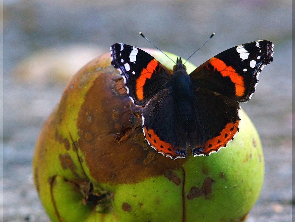 savebutterflies's tweet photo. It was once thought that butterflies arose from rotting material by spontaneous generation:

https://t.co/VhOvHnFohv https://t.co/Objep2kjjT