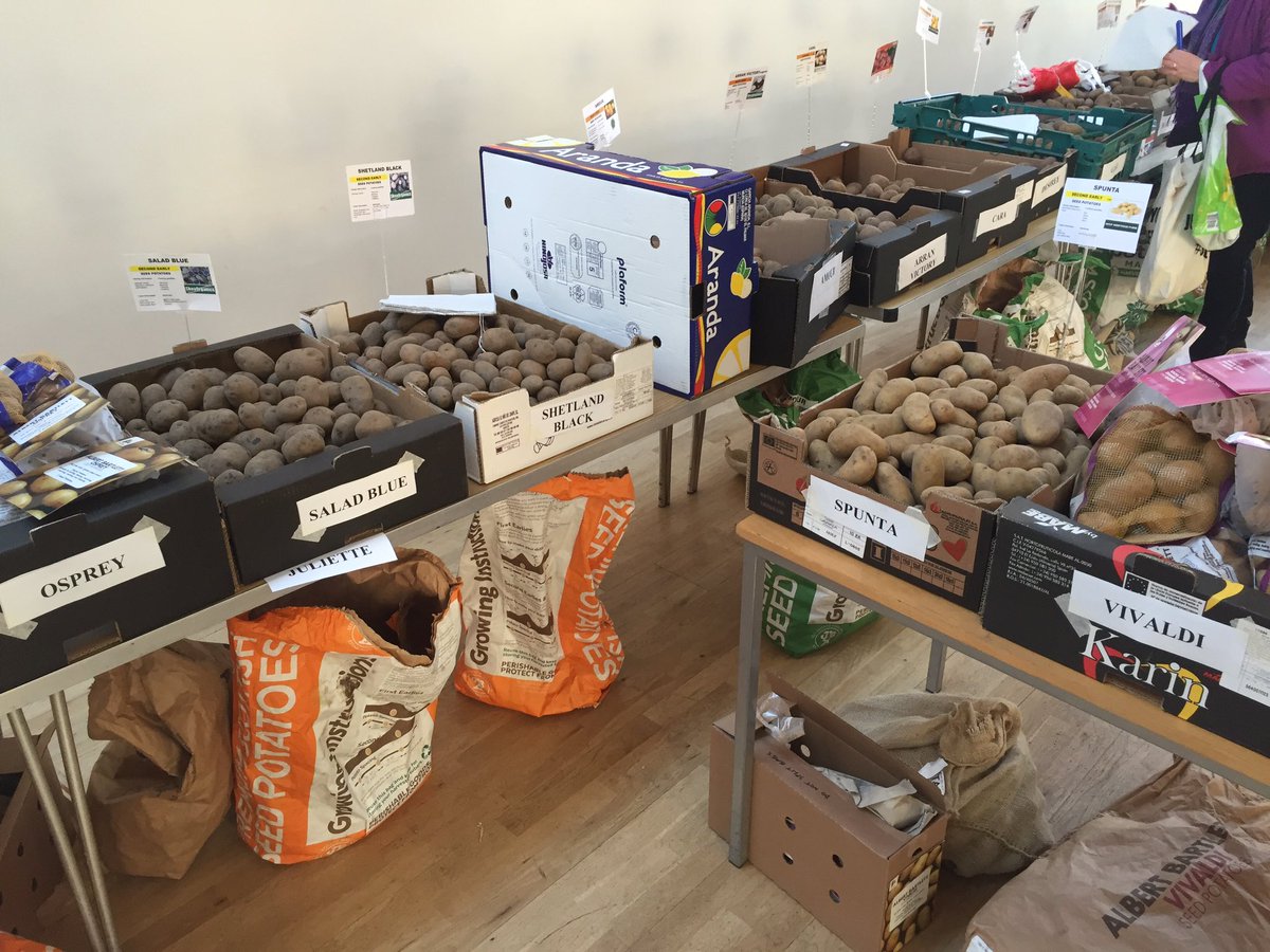 Just some of the 62 different varieties of potatoes <a href="/AllotmentsForum/">Glasgow Allotments</a> Potato Day, Glasgow. Wonderful! #spudsrgreat