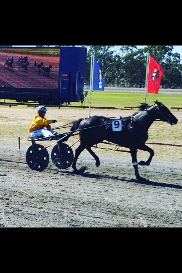 Bendigo Harness on Twitter "Great to be on track to see another gothevikings owned pacers grab