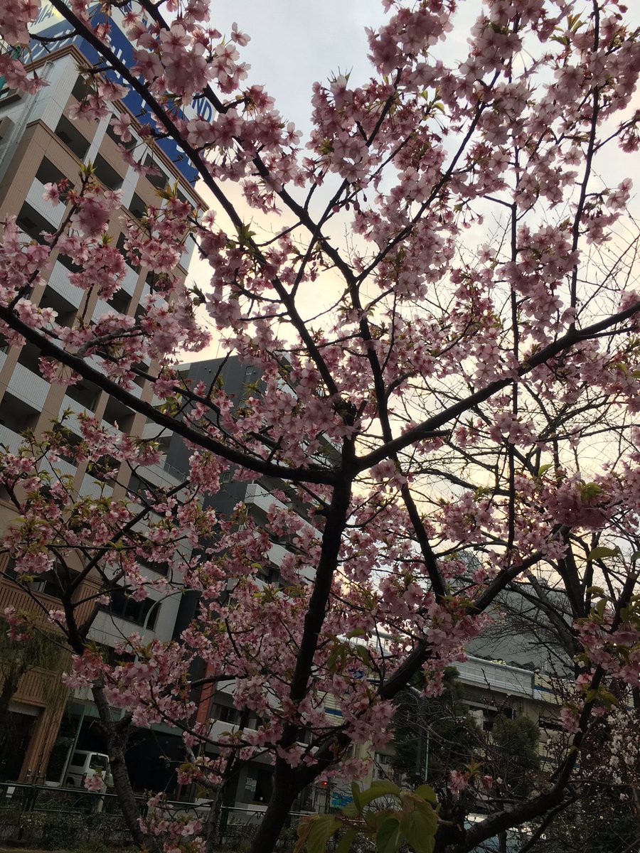 編集作業終わって一時帰宅🚴🏼

そしたら途中で見つけた✨
河津桜だって🌸
綺麗だー。

#さくらのうた
#自転車で来て良かった