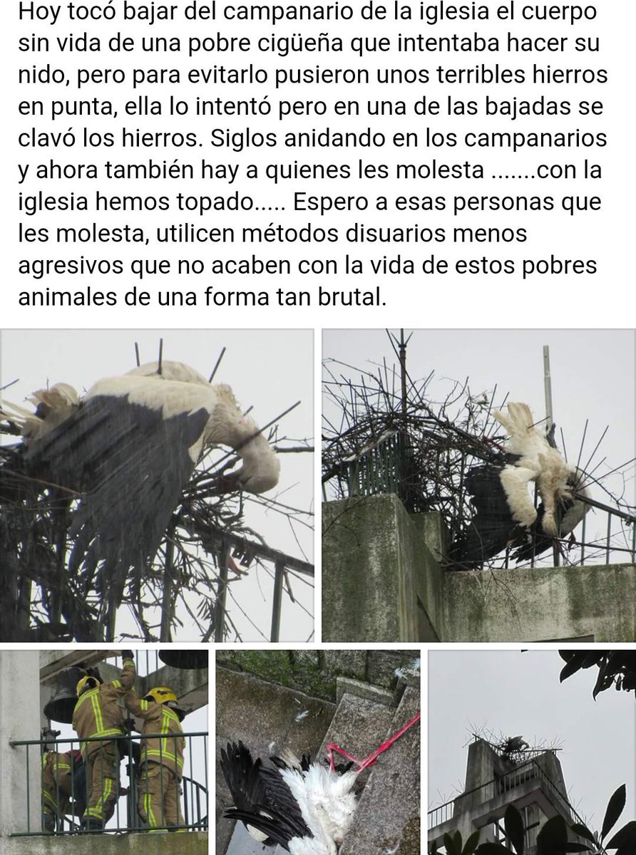 YolandaC4's tweet photo. @Junta_Ex es una aberración aniquilar a uno de los símbolos de Extremadura (NavalMoraldelaMata) @joaquinaraujo https://t.co/iTRAHV6Np0