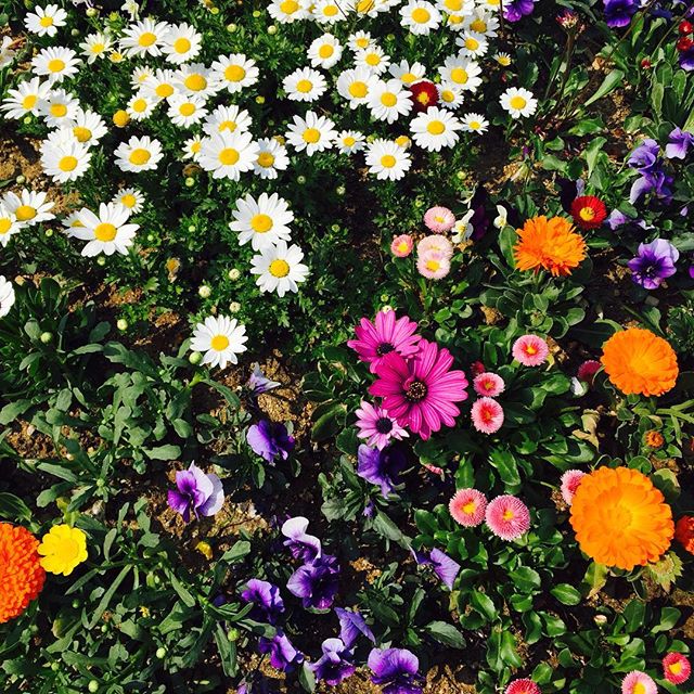 STUFFIT_GLOBAL's tweet photo. Beautiful flowers. #springhascome
#flowers #green #happysunday #happy #sunday #dairypic #photooftheday #iphoneonly https://t.co/jW9YCHT6wu