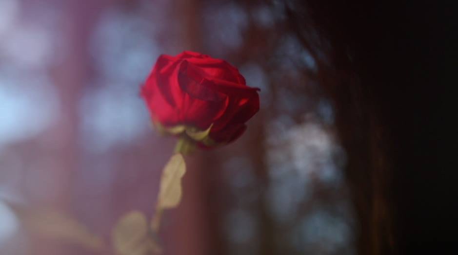 Shimnix Films tweet media