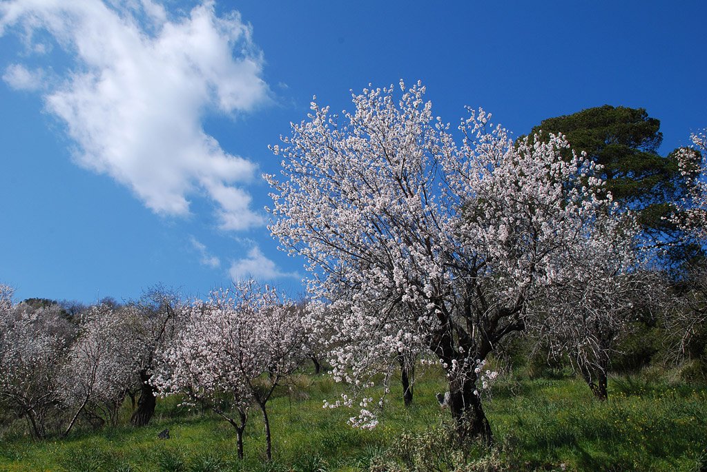 explore_evia's tweet photo. #blossomed #almond #trees #evia #dirfis #nature #greeknature #greece https://t.co/npwMgtnf0P