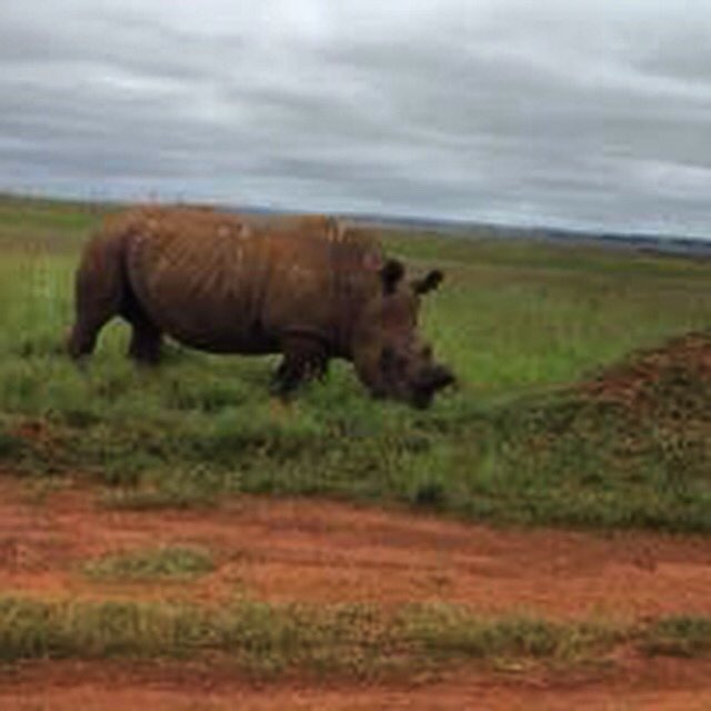 500m from where we are sound checking for today's gig! #rhinos #livemusic #irishboereblues!