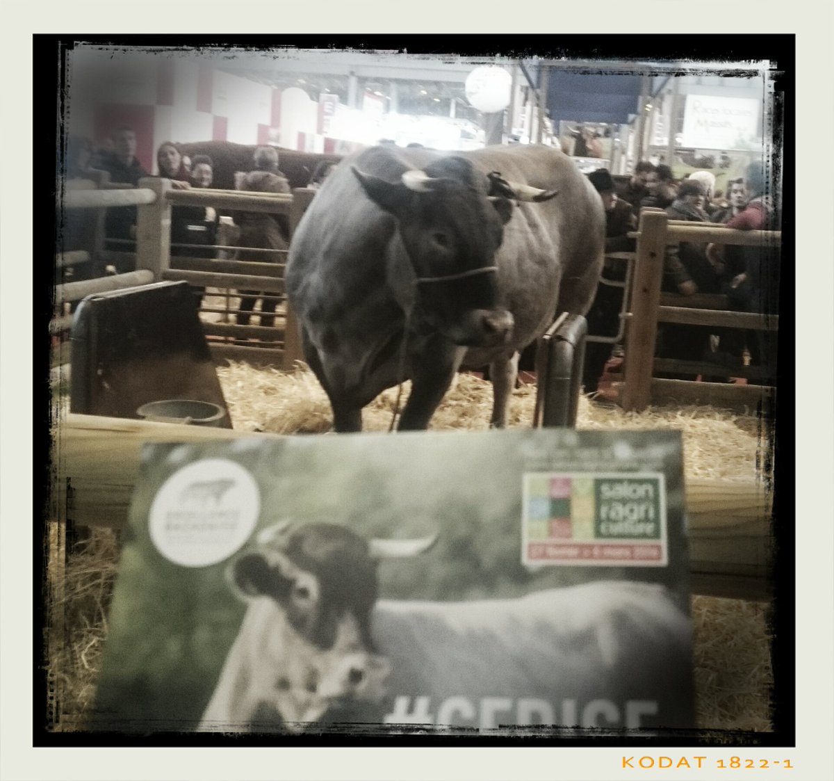 Alors..  #Cerise ou sa doublure ??! #SIA2016 #salondelagriculture #livetweet cc <a href="/verodelery/">Vero Délery</a>