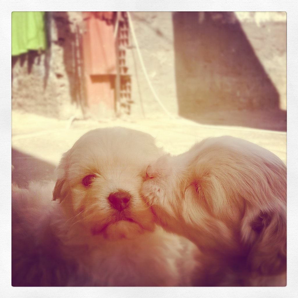 My dogs