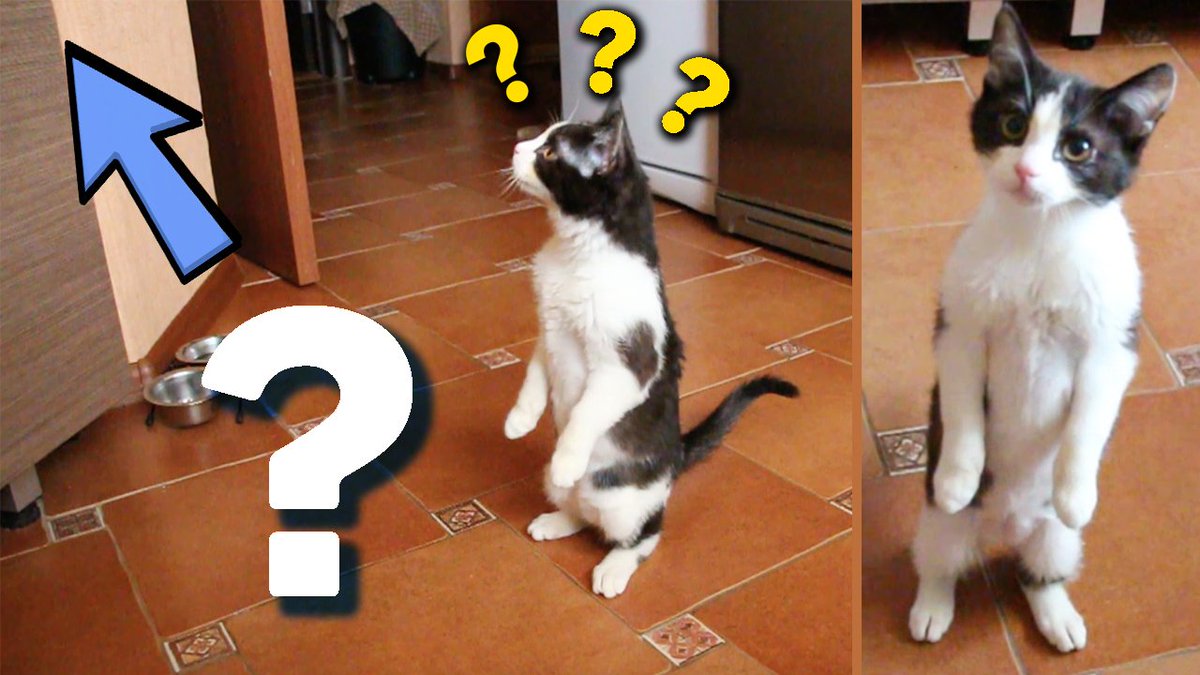 CatPusic's tweet photo. STANDING CAT. What was there? 
Video Online https://t.co/AoTTU7VqFQ
#cat #cats #catpusic https://t.co/Tck5kt52XX