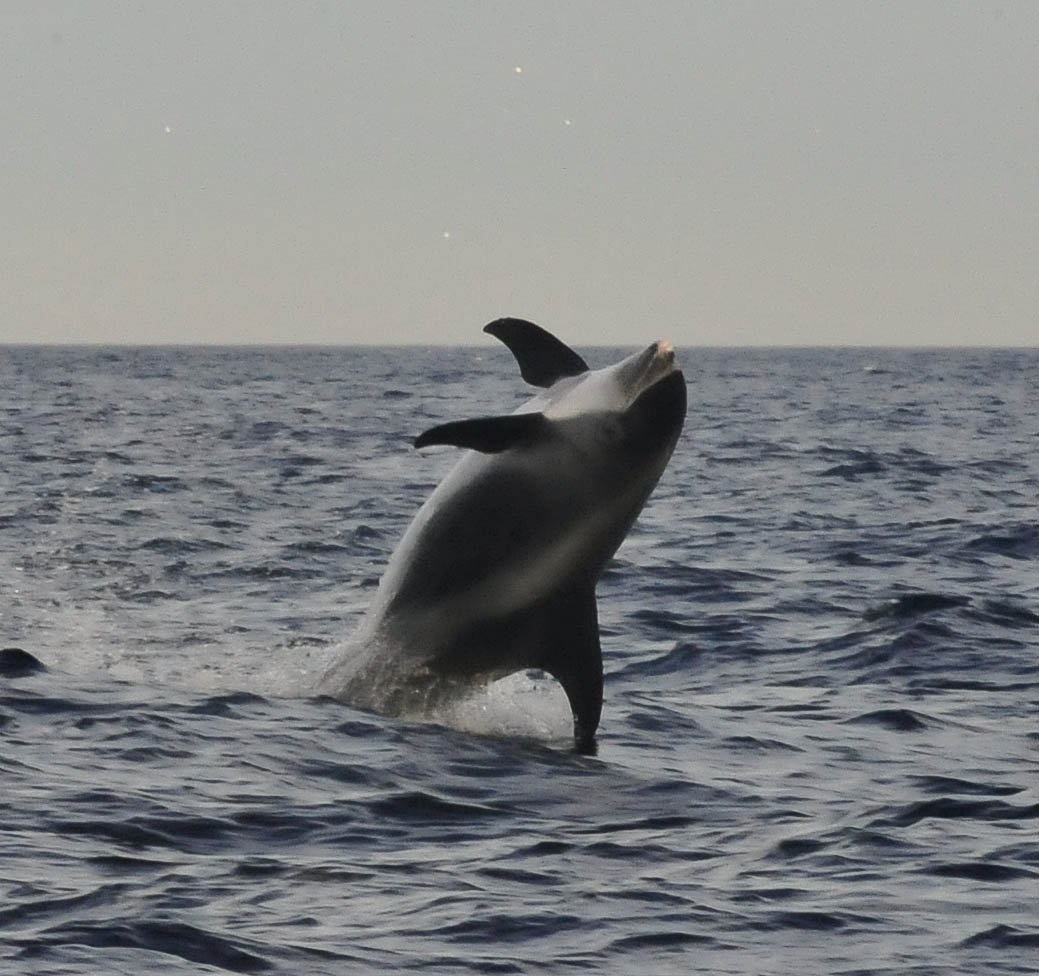 Sealdiver tweet picture