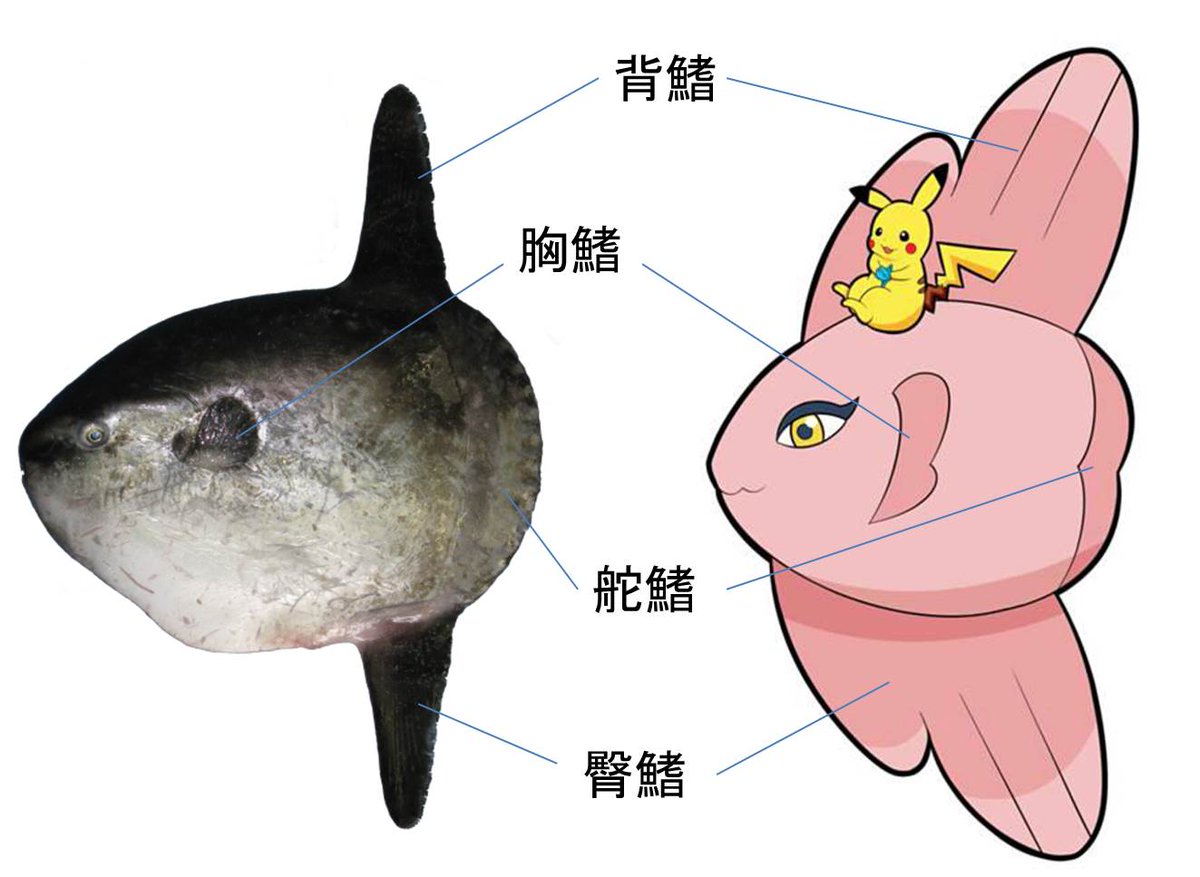 Twitter 上的 牛マンボウ博士 仕事募集中 固定ツイート参照 マンボウとママンボウの形態比較 結構忠実にキャラクター化されているのがわかる ポケモン周年 T Co Exd7guahvo Twitter