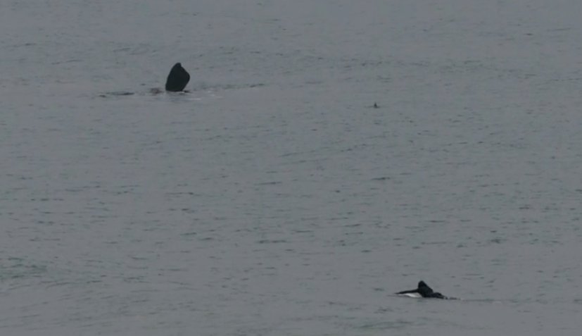 Precioso video #surf #naturaleza #deporte salyroca.es/articulo/sal/l…