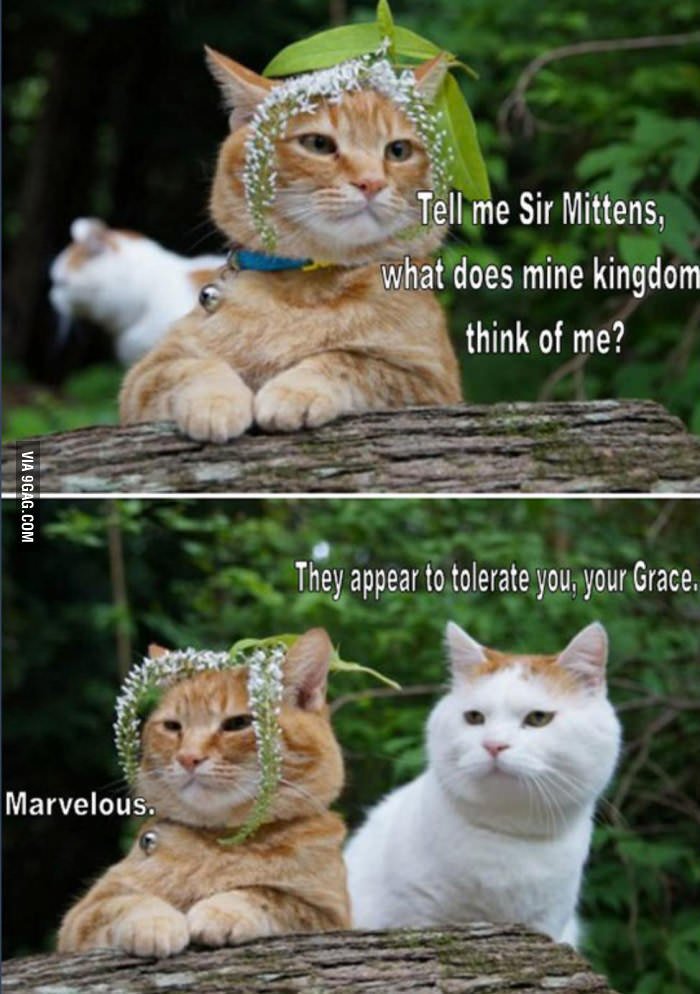 RickvanGasteren's tweet photo. Game of Cats https://t.co/J4m2ls9umg