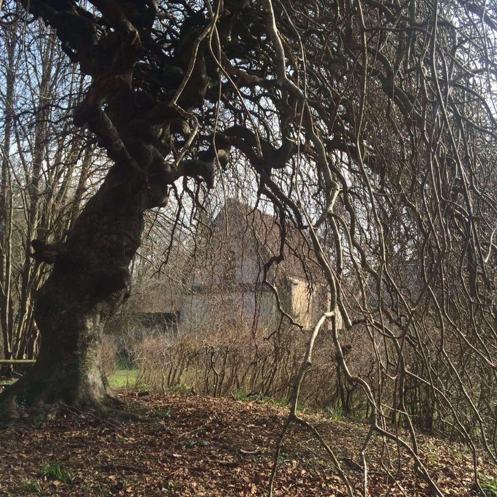 Le fameux hêtre tortillard de la maison forestière St Corneille.