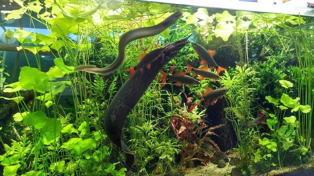 Akvaristan's tweet photo. #akvaristan #aquarium #akvaryum #aquarien Feeding time🙌🙋......
#redfireeel #redchili #fireeel #eel #eels #ropefish … https://t.co/VGwZSQ9ooq