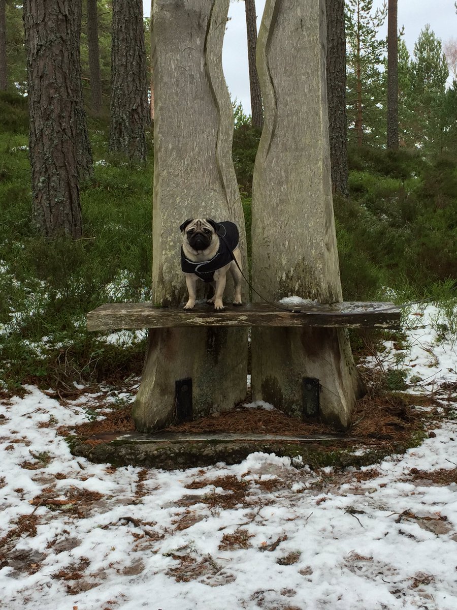 Roo the Pug tweet media