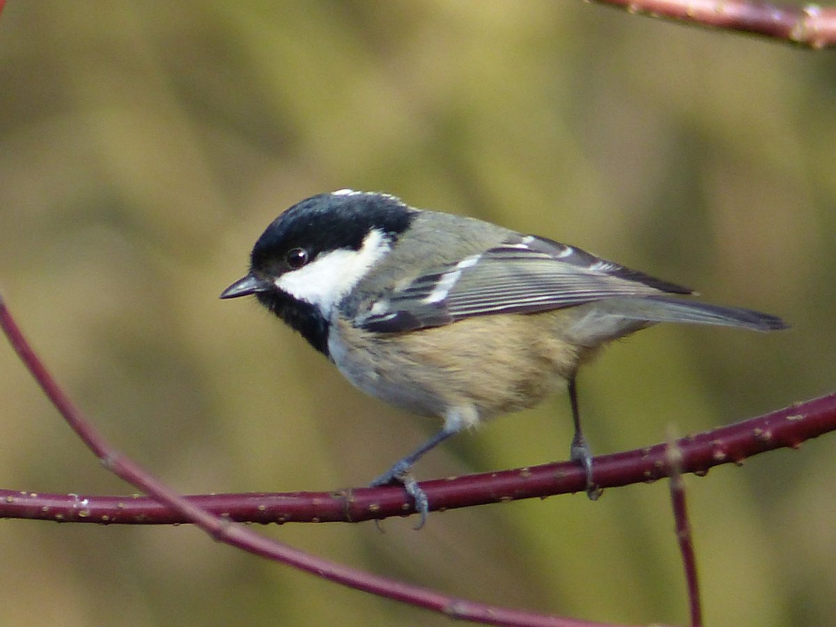 Alan Wrightson tweet media