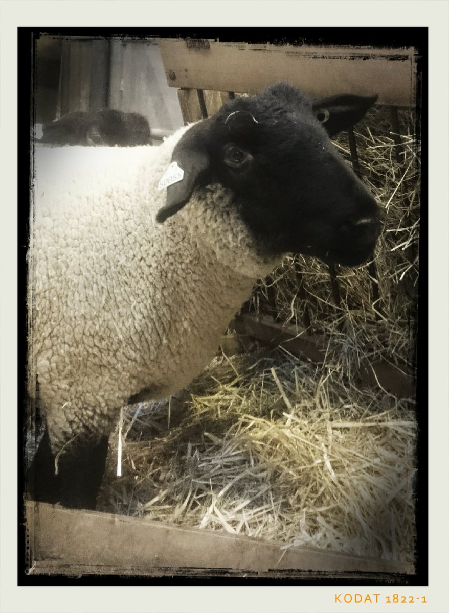 Ah...  Les anglais ont débarqués...  #SIA2016 #suffolk