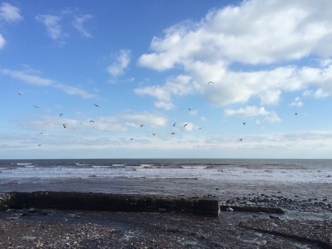 abertrotzdem's tweet photo. The Birds
#SeaForYouself https://t.co/x8o0NJ0OSF