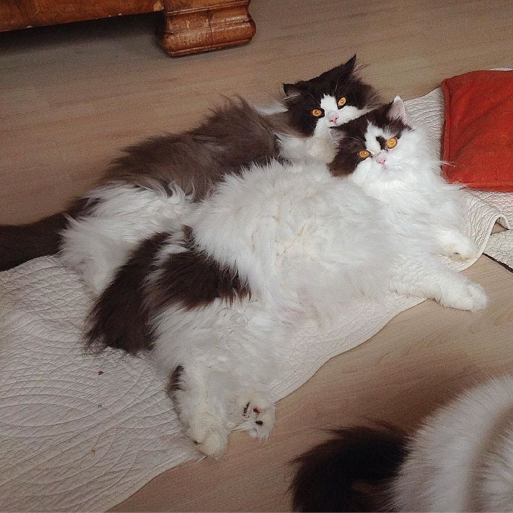 Chatchatcatcat's tweet photo. Figolu et Vahinette #cat #cats #meow #p #pet #cute #crazy #sweet #pets #petsofig #petsagram#petsofinstagram #petsar… https://t.co/XZKMUR0Vv9