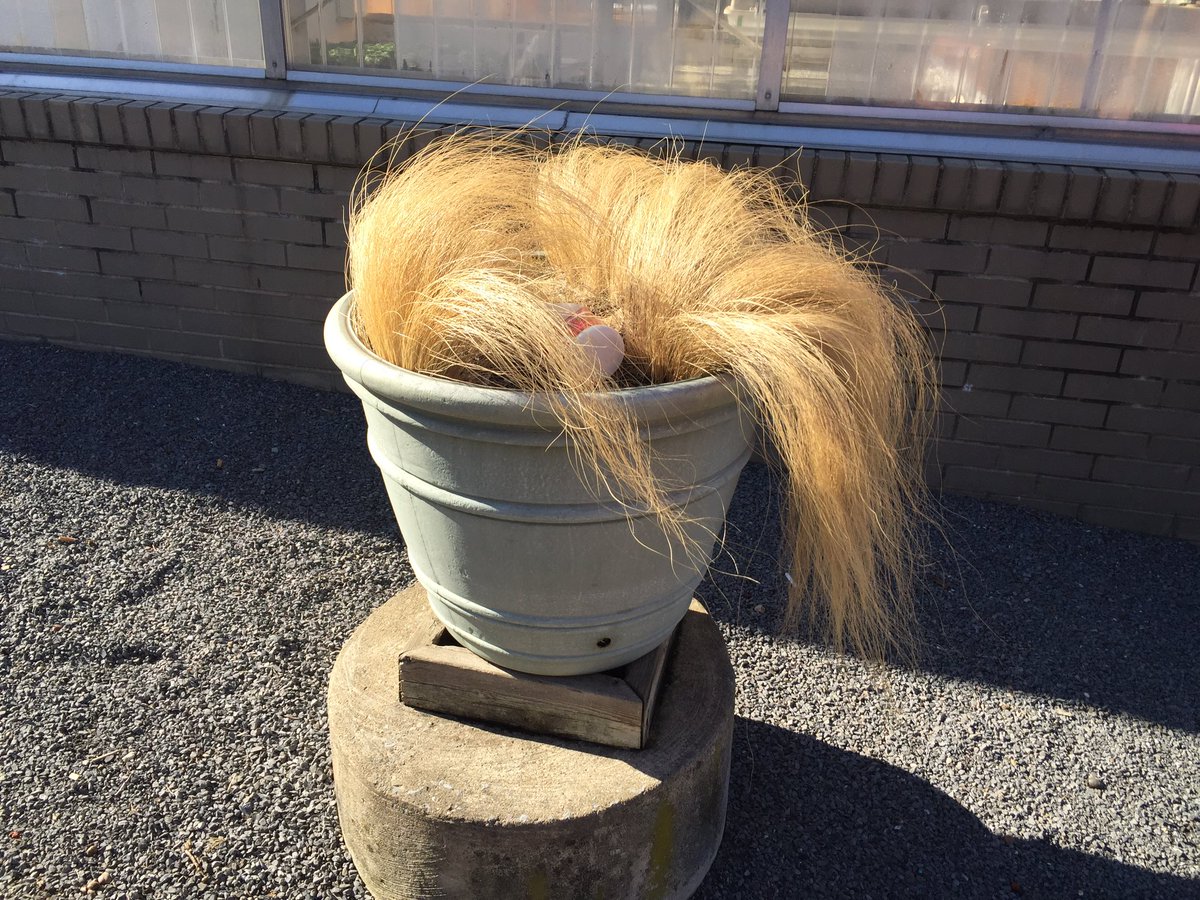 Donald Trump or Plant?