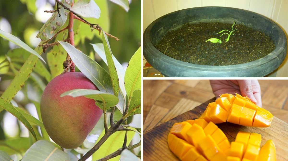 Upsocl's tweet photo. Aprende a cultivar tus propios mangos en macetas con estos 6 sencillos pasos https://t.co/g88PzpfDvv https://t.co/4VzR5fAp8J