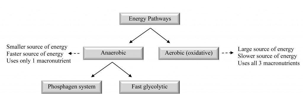 Triplanefitness's tweet photo. Exercise Essentials: A Better Understanding Our Aerobic Energy Pathway https://t.co/MszsiI2jFc https://t.co/kNzBhoNtSF