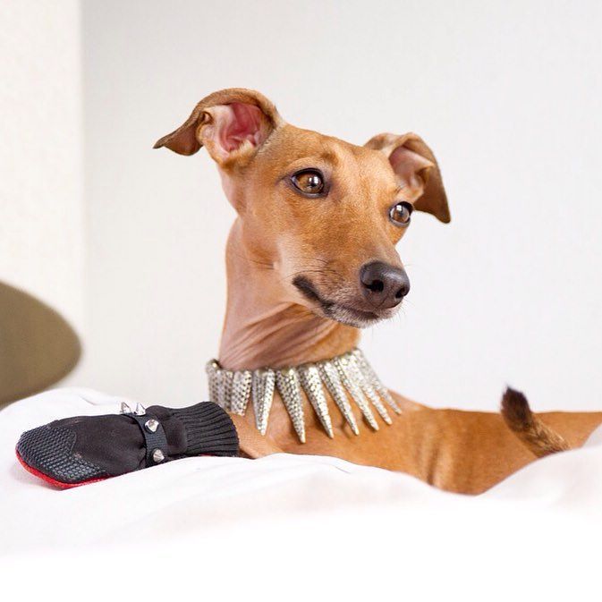 scrubby dogs mobile pet grooming