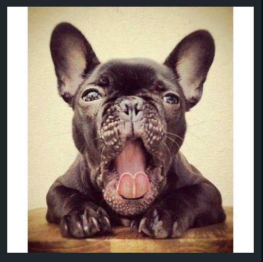 Salem PetSmart (SalemPetsmart) Twitter