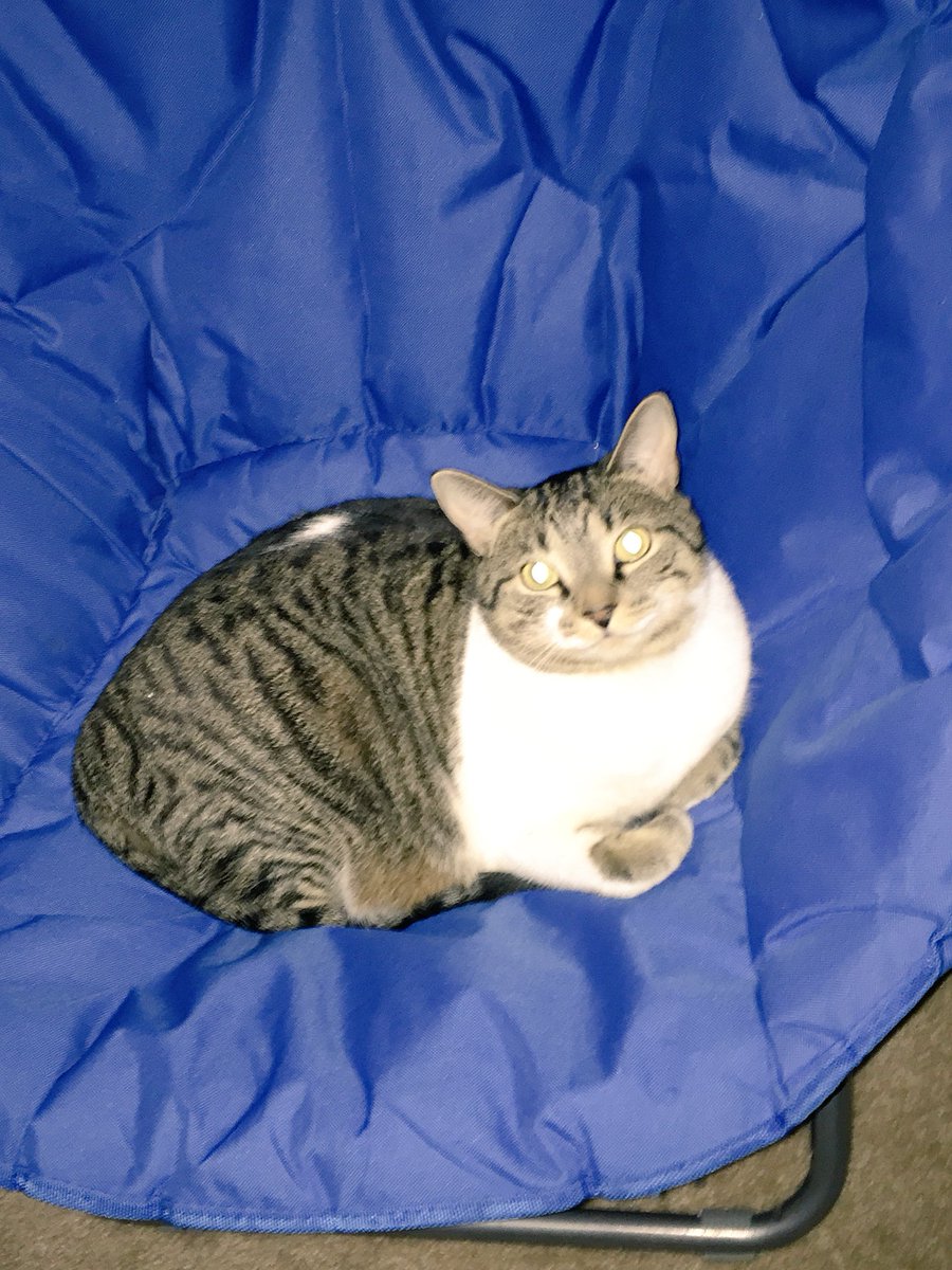 Chu1Lin's tweet image. My cat steal my chair!!