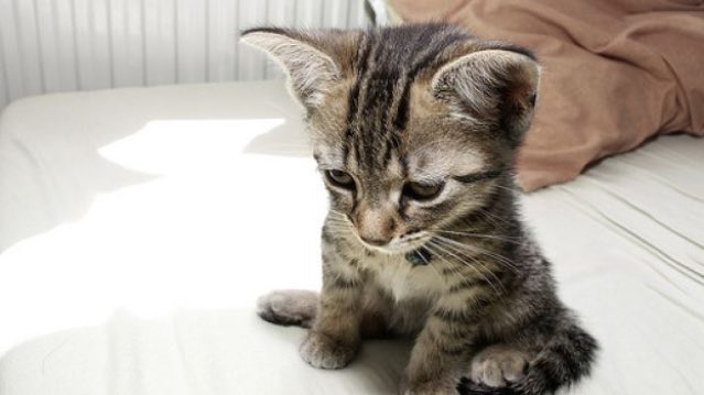 Infinitylife88's tweet photo. Amore π #ottimorimedio ππ» #likeforcat #likeforfollow #likeforlikes https://t.co/WeK1sGj3Yi