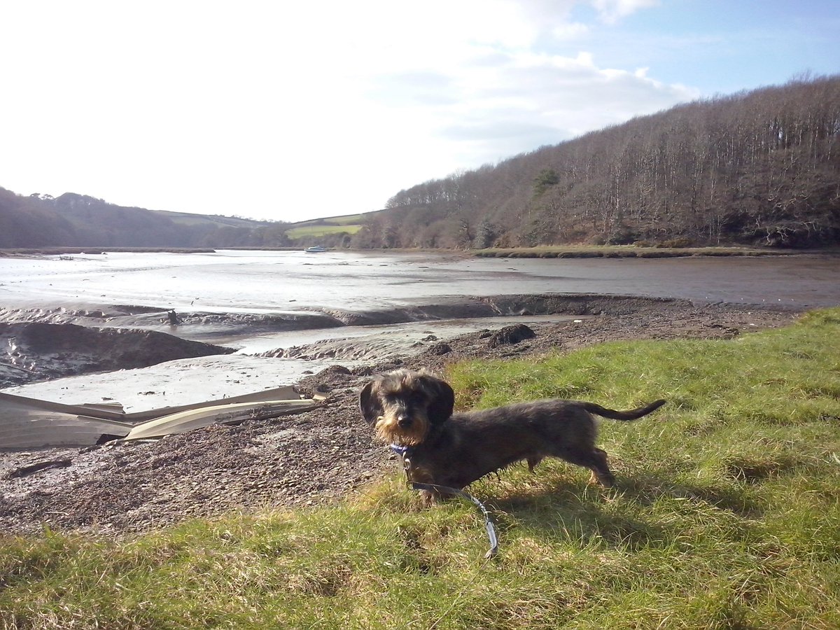 jennyfuramy's tweet photo. Oski...Da Cornish holiday brochure Sausage model...visits #WackerQuay on da river #Lynher 😂😂😂 https://t.co/9Yp6k0erIo