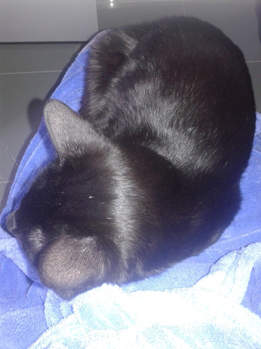 Celissa126's tweet photo. Los domigos son de pijama, manta y peli. El mio es de pijama, serie y gato 😹😹😹 https://t.co/TMStOrGlmD