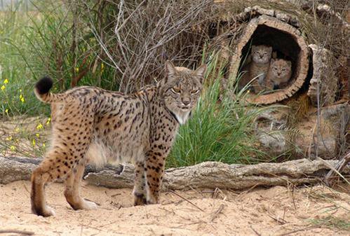 El lince ibérico es el felino más amenazado del mundo
Entre todos podemos evitar su extinción
SEPRONA062
We♥🐯 lynx