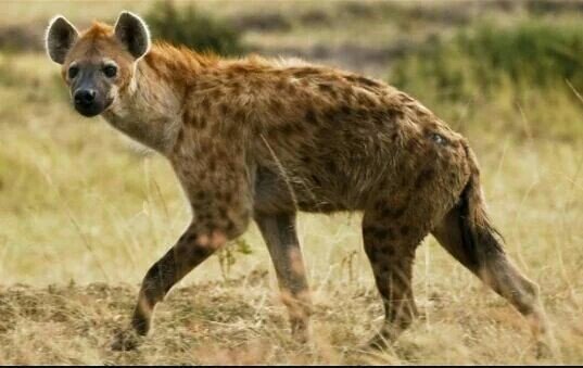 petchemtl's tweet photo. This guy and his human siblings is the reason #52CorruptMPs must be named & shamed. @OkatsoJackline #alutacontinua https://t.co/hBxdtR7Bgu
